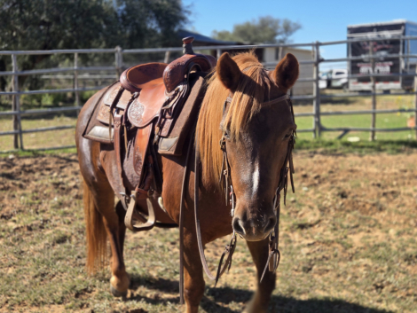 HorseID: 2305612 Cozette - PhotoID: 1089078