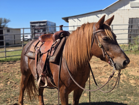 HorseID: 2305612 Cozette - PhotoID: 1089079