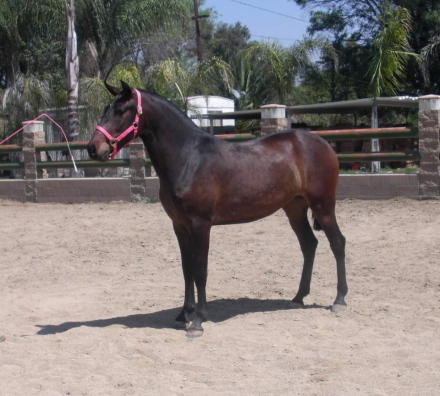 HorseID: 2305621 Esmeralda JP - PhotoID: 1089082