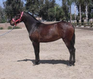 HorseID: 2305621 Esmeralda JP - PhotoID: 1089083