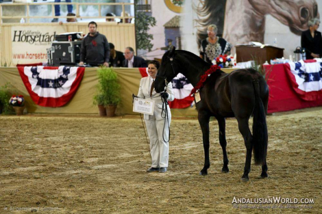 HorseID: 2305621 Esmeralda JP - PhotoID: 1089084