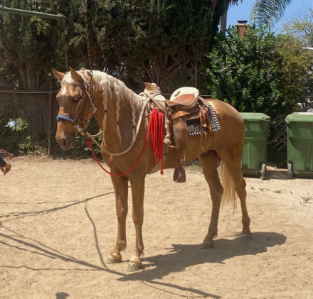 HorseID: 2305621 Esmeralda JP - PhotoID: 1089085