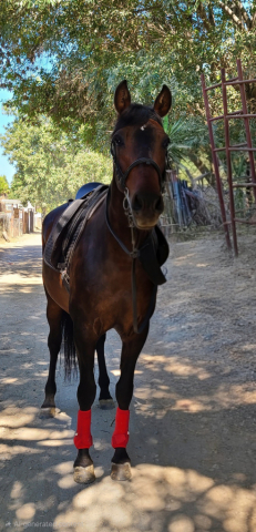 HorseID: 2305621 Esmeralda JP - PhotoID: 1089087