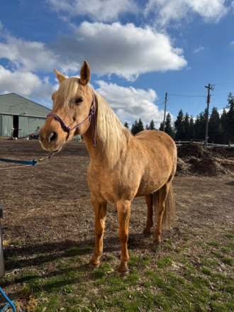 HorseID: 2305627 Blondie - PhotoID: 1089096