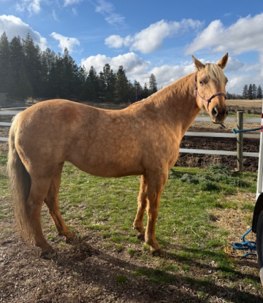 HorseID: 2305627 Blondie - PhotoID: 1089095