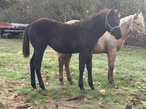 HorseID: 2305628 Slew of whizkey - PhotoID: 1089098