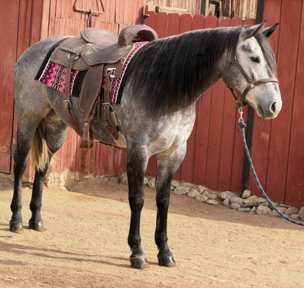 HorseID: 2305630 SENSATIONAL BLUEGIRL - PhotoID: 1089099