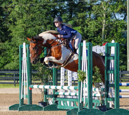 HorseID: 2305631 Magic Monte - PhotoID: 1089100