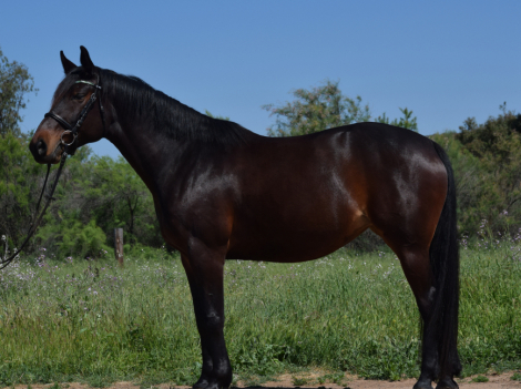 HorseID: 2305633 Santana - PhotoID: 1089101