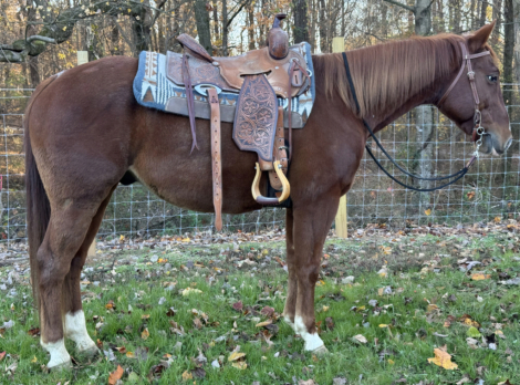 HorseID: 2305634 Stetson - PhotoID: 1089102