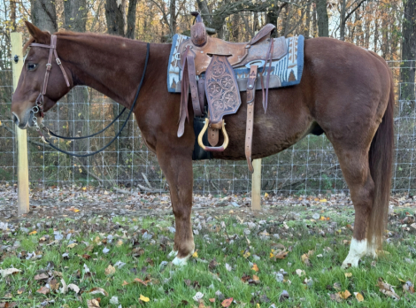 HorseID: 2305634 Stetson - PhotoID: 1089103