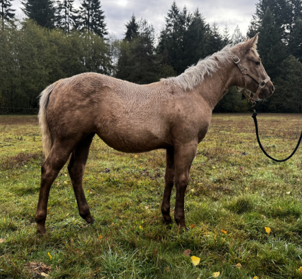 HorseID: 2305635 Leosgirllikeswhizkey - PhotoID: 1089104