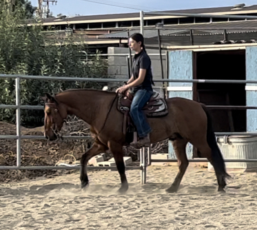 HorseID: 2305637 Slate - PhotoID: 1089110