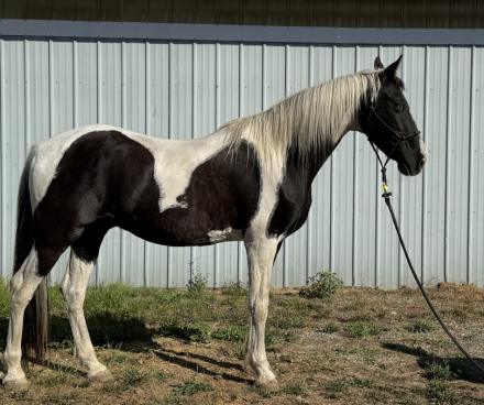 HorseID: 2305638 Gene - PhotoID: 1089111