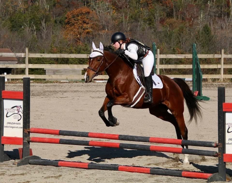 HorseID: 2305640 Instinctive - PhotoID: 1089838