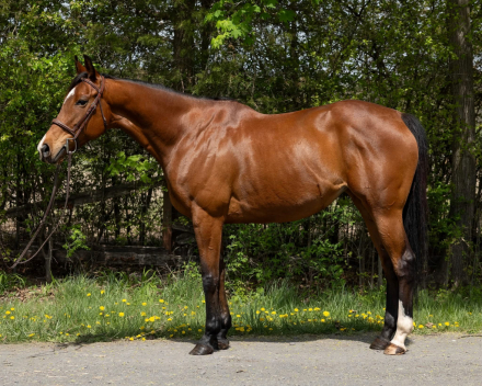 HorseID: 2305640 Instinctive - PhotoID: 1089839