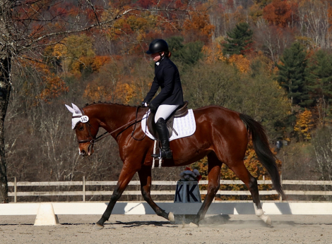 HorseID: 2305640 Instinctive - PhotoID: 1089840