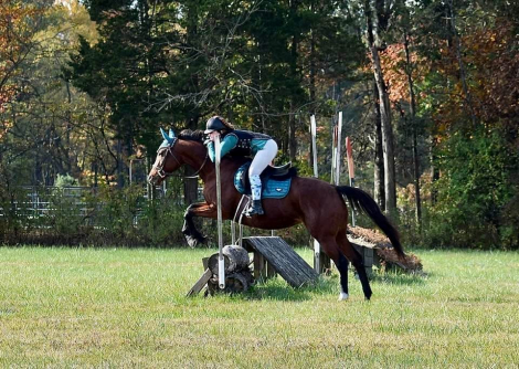 HorseID: 2305640 Instinctive - PhotoID: 1089841