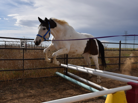 HorseID: 2305642 Folly - PhotoID: 1089112