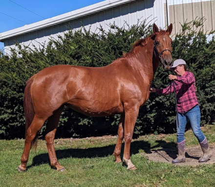 HorseID: 2305644 Reagan - PhotoID: 1089114