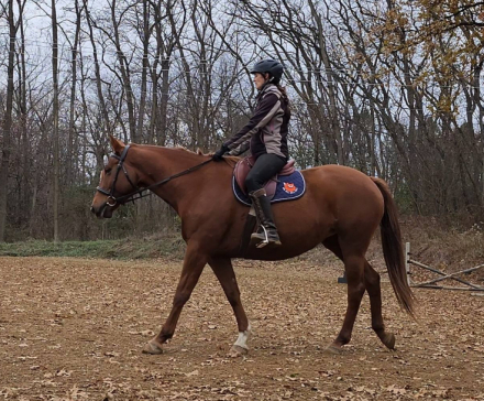 HorseID: 2305644 Reagan - PhotoID: 1089115