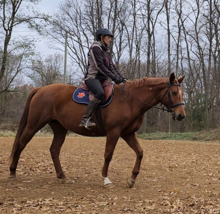 HorseID: 2305644 Reagan - PhotoID: 1089116