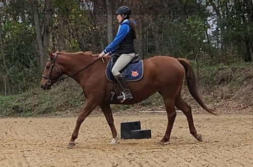 HorseID: 2305644 Reagan - PhotoID: 1089117