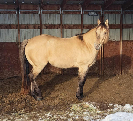 HorseID: 2305645 Classic Skip Delight - PhotoID: 1089118