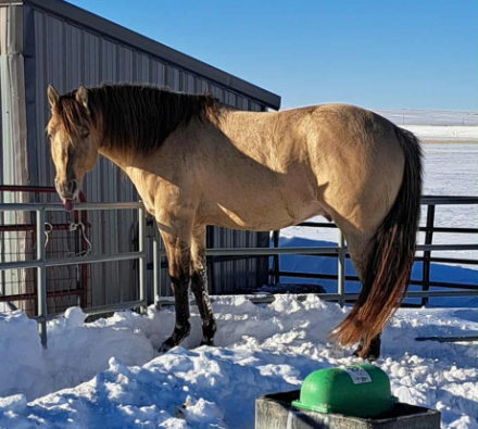 HorseID: 2305645 Classic Skip Delight - PhotoID: 1089119