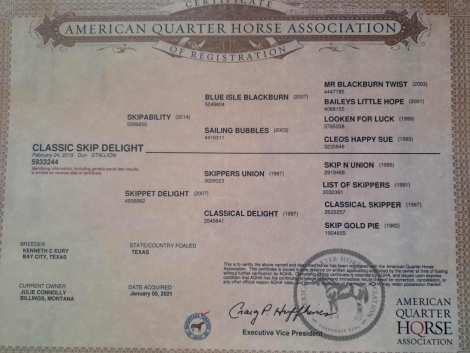 HorseID: 2305645 Classic Skip Delight - PhotoID: 1089121