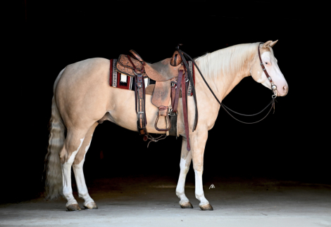 HorseID: 2305646 AWhiterShadeofPale - PhotoID: 1089124