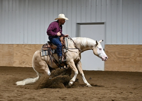 HorseID: 2305646 AWhiterShadeofPale - PhotoID: 1089125