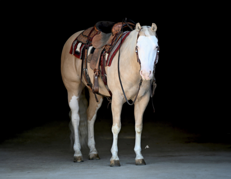 HorseID: 2305646 AWhiterShadeofPale - PhotoID: 1089126