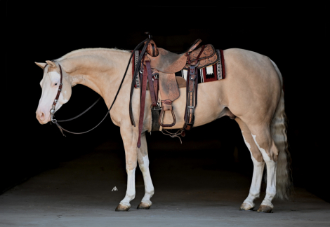 HorseID: 2305646 AWhiterShadeofPale - PhotoID: 1089127