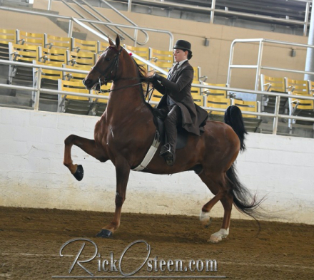 HorseID: 2305647 SH A Shot of Don Julio - PhotoID: 1089128