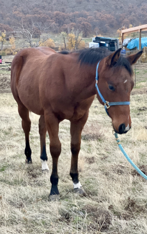 HorseID: 2305649 Cashin Bets - PhotoID: 1089133