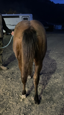 HorseID: 2305649 Cashin Bets - PhotoID: 1089134