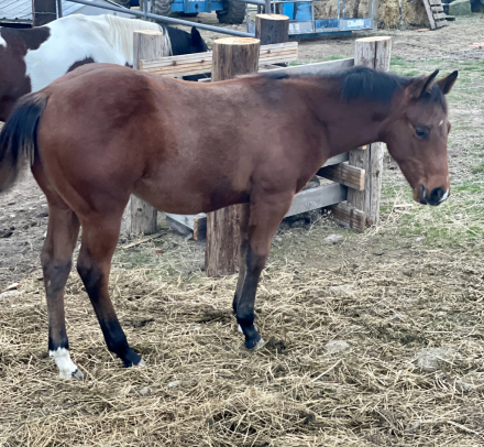 HorseID: 2305649 Cashin Bets - PhotoID: 1089135