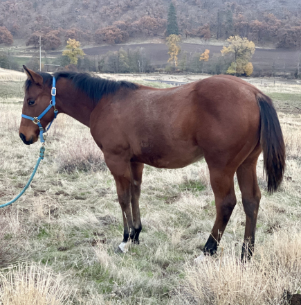 HorseID: 2305649 Cashin Bets - PhotoID: 1089136