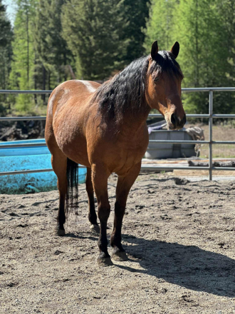 HorseID: 2305651 RANGER - PhotoID: 1089130