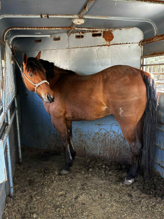 HorseID: 2305651 RANGER - PhotoID: 1089132