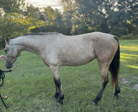 HorseID: 2305653 Ensigns State of Grace - PhotoID: 1089137