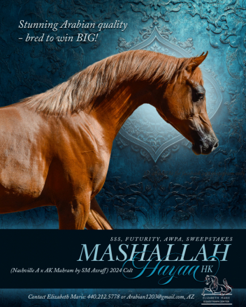 HorseID: 2305659 Mashallah Hayaa HK - PhotoID: 1089145