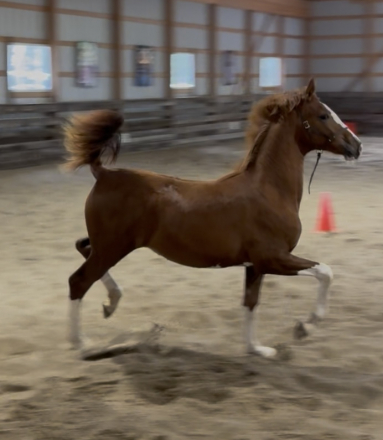 HorseID: 2305660 She’s so Fine HK - PhotoID: 1089146