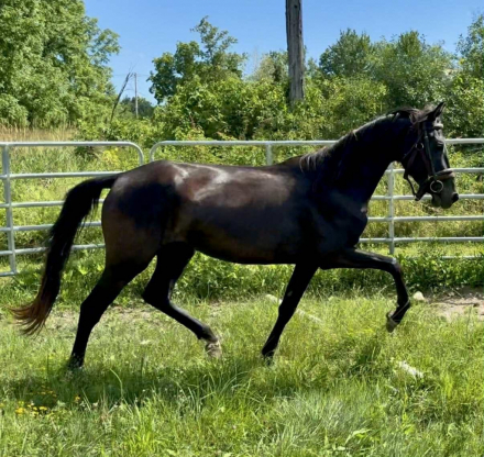 HorseID: 2305662 Starberry Fey Nimuë - PhotoID: 1089149