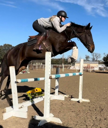 HorseID: 2305663 Amora Mia aka Amelia’s Bonnet - PhotoID: 1089150