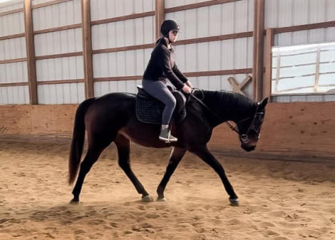 HorseID: 2305663 Amora Mia aka Amelia’s Bonnet - PhotoID: 1089151