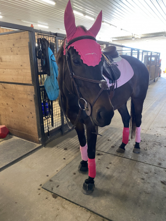 HorseID: 2305663 Amora Mia aka Amelia’s Bonnet - PhotoID: 1089152