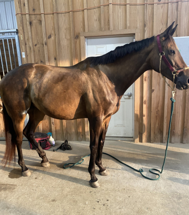 HorseID: 2305663 Amora Mia aka Amelia’s Bonnet - PhotoID: 1089153