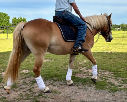 HorseID: 2305664 Haglflinger For Sale - PhotoID: 1089160